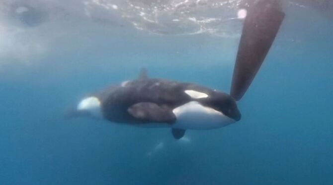 Orcas greifen auch Ocean Race Boot an