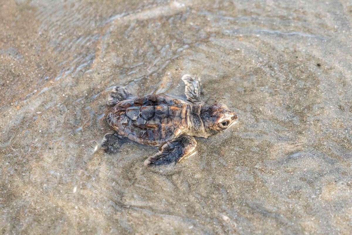 Geschlüpft Geschlüpft