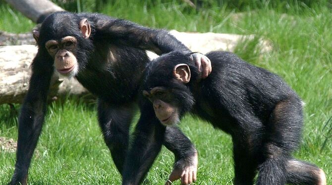 Junge Schimpansen