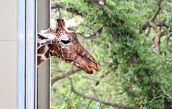 Zoo Karlsruhe eröffnet Afrikasavanne