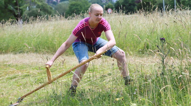 Hochkonzentriert bei der schweißtreibenden Sache: Katrin Schwille schwingt die Sense und mäht ziemlich schnell ein Stück Wiese. Hochkonzentriert bei der schweißtreibenden Sache: Katrin Schwille schwingt die Sense und mäht ziemlich schnell ein Stück Wiese.