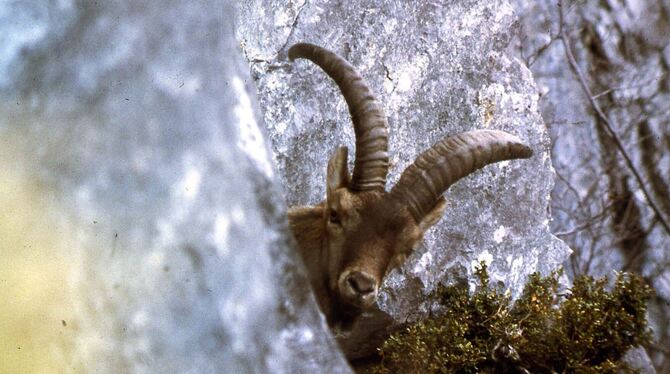 Pyrenäensteinbock
