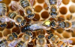Bienenkönigin mit Honigbienen