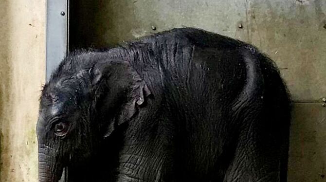 Elefantenbaby im Leipziger Zoo