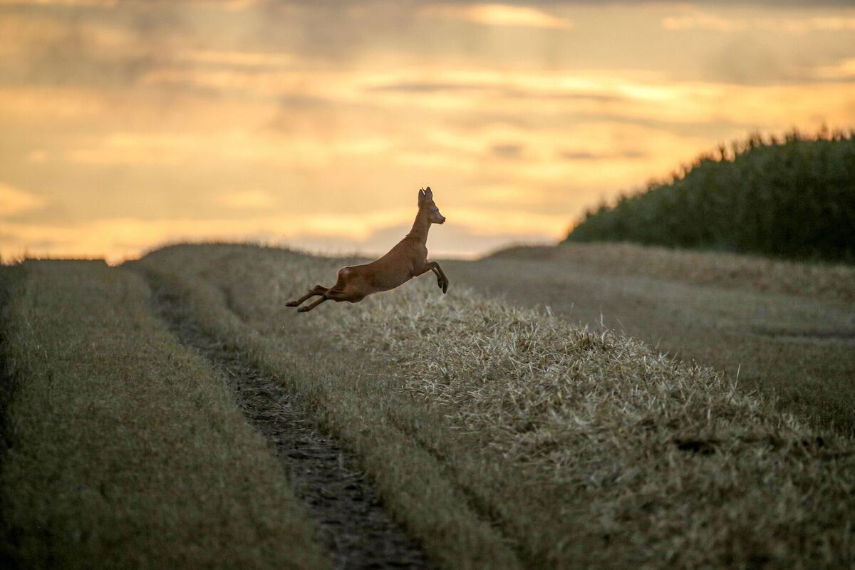 Auf dem Sprung Auf dem Sprung