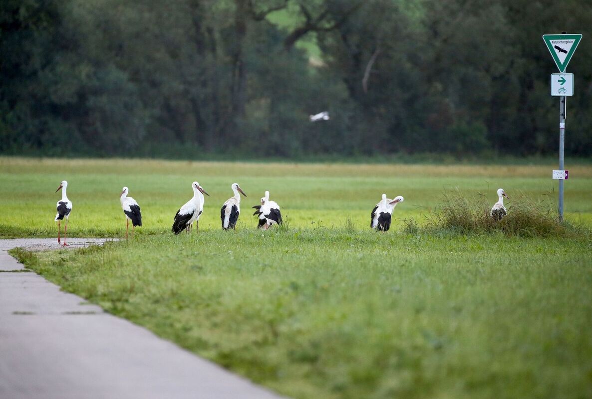 Versammlung Versammlung