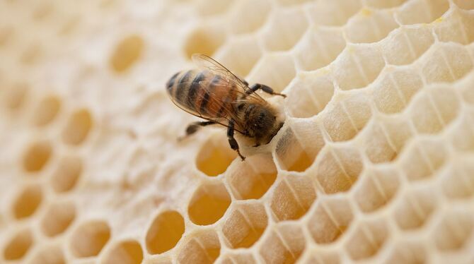 Honigernte Honigernte