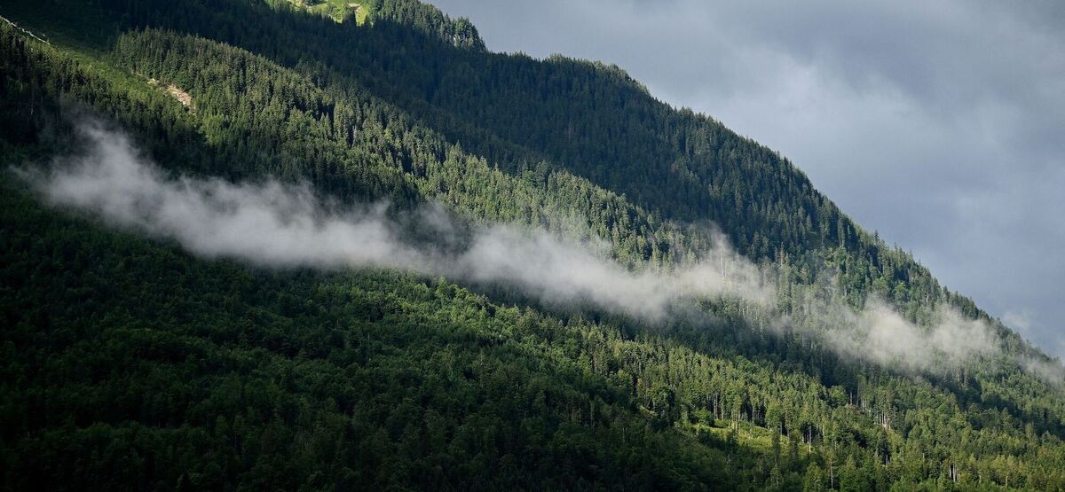 Zauberwald Zauberwald