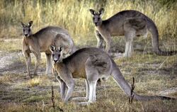 Drei Kängurus im australischen Canberra