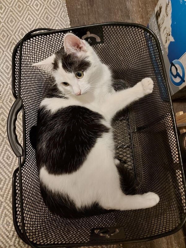 33 Katze im Fahrradkorb