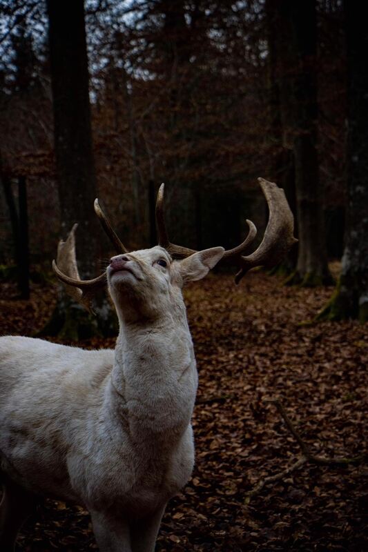 34 Frech wild und wunderbar