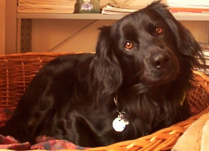 36 Das ist Tyson mein erster Hund er wäre jetzt 19 geworden