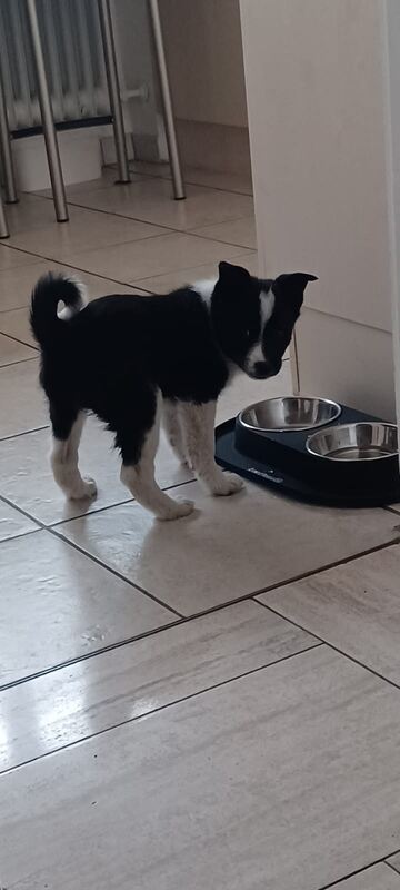 37 Wer mag keine Welpen