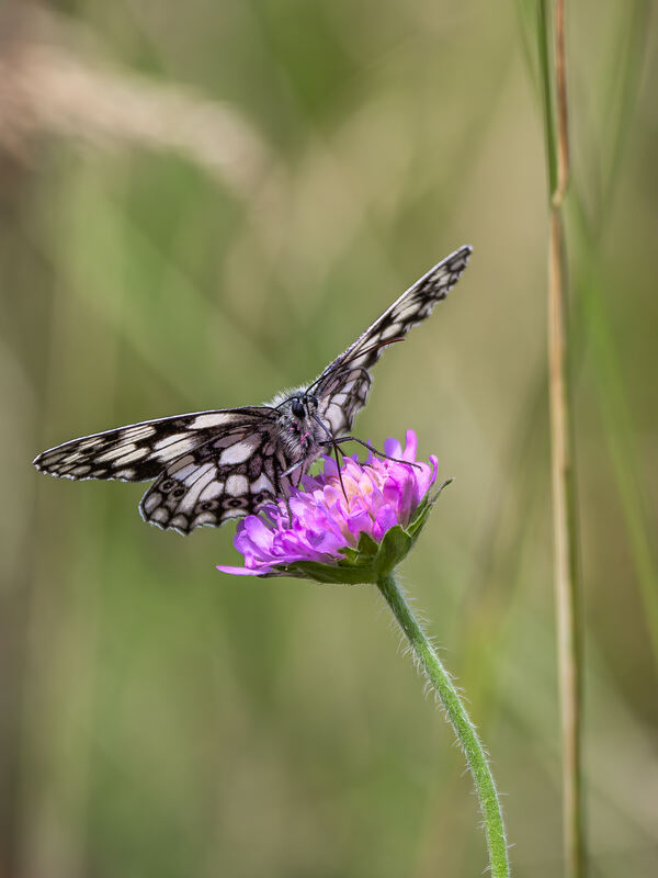 38 Schachbrettfalter