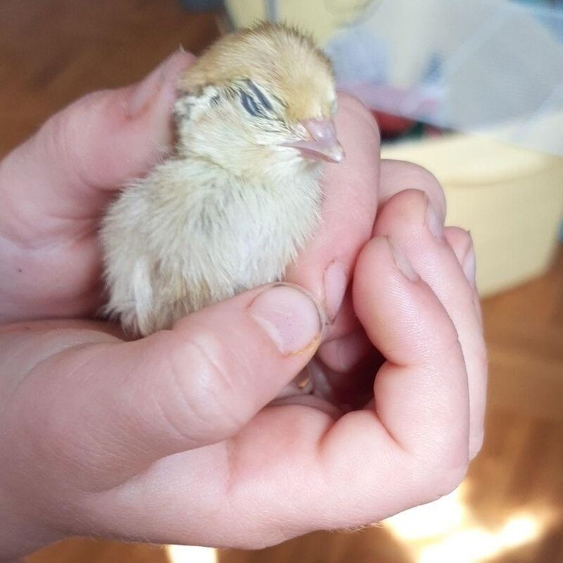 40 Behütet das Wachtelküken