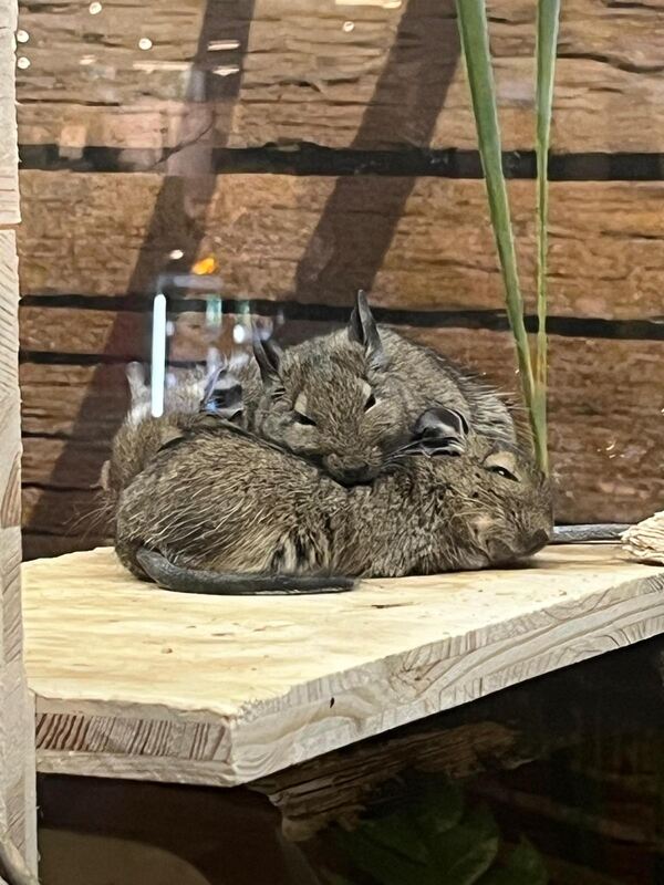 41 Degus beim Mittagskuscheln