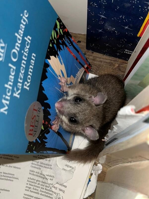 43 Siebenschläfer im Bücherbaum, Schönbuch