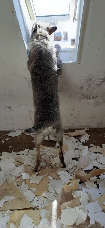 46 Personen Suche im Abriss Gebäude