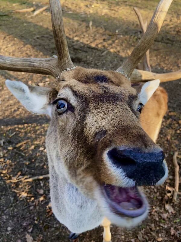 14 Hirschiges Selfie