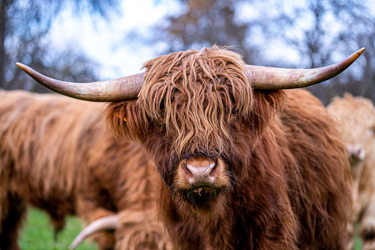 15 Der Stier von der anderen Seite des Neckars