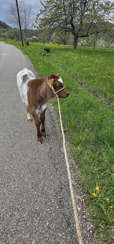 17 Kalle entdeckt die Welt