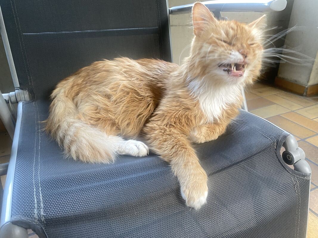 20 Da lachen nicht nur die Hühner