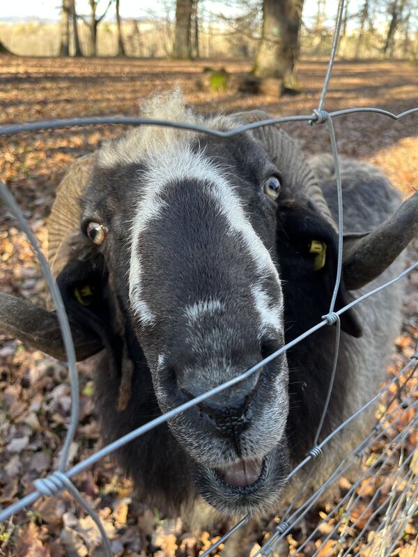 23 Neugierig und zottelig