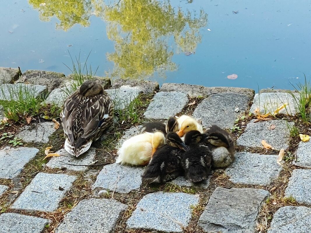 29 Ententeichnachwuchs