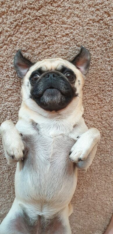 30 Mops Mari im Teufelmodus