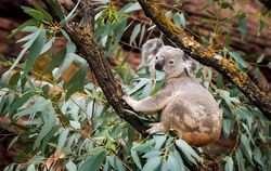 Aero sitzt erstmals im Außenbereich der Australienwelt und frisst vom dortigen Eukalyptusbaum.  FOTO:LG/ KOVALENKO
