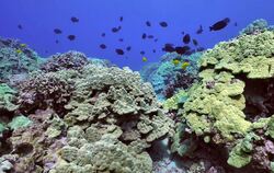 Schutzmaßnahmen für bedrohte Korallenriffe