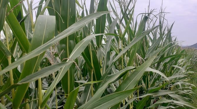 Seit drei Wochen immer wieder Regen: Dieses Maisfeld bei Glems ist kräftig gewachsen