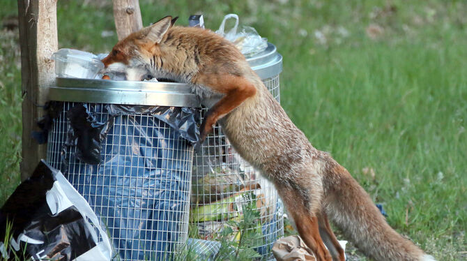 Nicht nur in offenen Mülleimern geht der schlaue Fuchs gerne essen. Auch Mäusenester in Komposthaufen findet er höchst anziehend