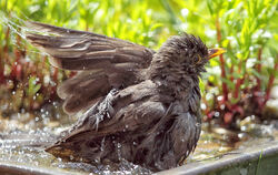 Die Amsel freut sich über das Vogelbad. Ein bisschen Hilfe von Menschen können Stadtvögel gut gebrauchen.