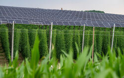 Auf rund sechs Meter Höhe sind Solarpanels über einem Hopfenfeld angebracht.  Wenig ertragreiche Flächen sollen für die Förderun