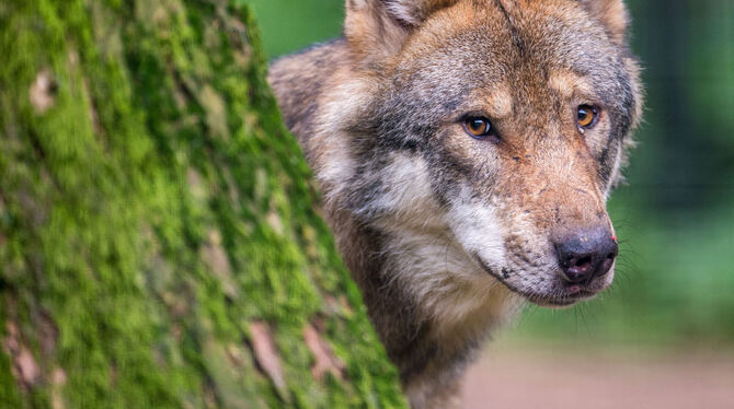 Symbolfoto: Ein Wolf schaut in einem Wildpark hinter einem Baum hervor. Auch bei Römerstein wurde nun einer gesichtet, er ist in