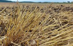 Noch bevor es ausgereift ist, ist manches Getreide schon abgeerntet. Daraus wird kein Mehl. Weil Biobauern es nicht zu einem pas