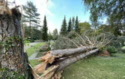 Auch hier hat der Sturm gewütet: Gräber auf dem Mössinger Friedhof sind von Sturmholz bedeckt und beschädigt.  FOTO: MEYER