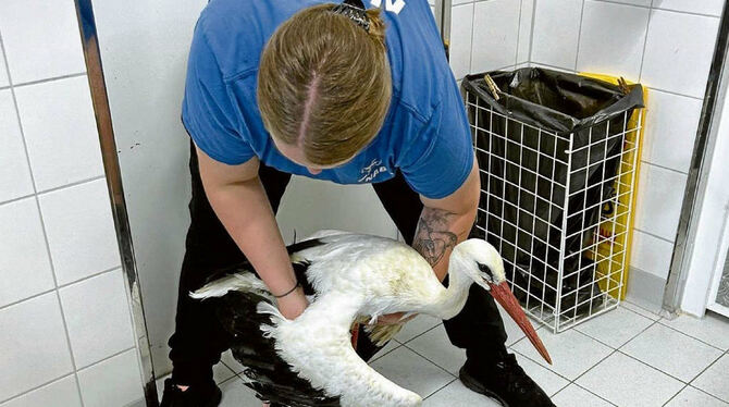 Eine Tierpflegerin nahm den Storch am Freitag im Mössinger NABU-Vogelschutzzentrum auf. Er war schwer verletzt, auch ein Flügel