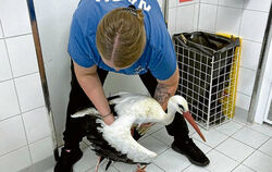 Eine Tierpflegerin nahm den Storch am Freitag im Mössinger NABU-Vogelschutzzentrum auf. Er war schwer verletzt, auch ein Flügel 