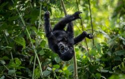Berggorilla im Nationalpark in Uganda