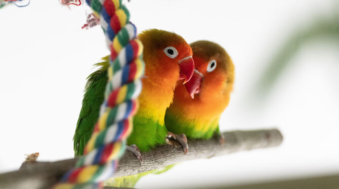 Ein Herz und eine Seele: Die Mini-Papageien Marvin Gaye und Kim Weston.