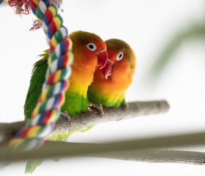 Ein Herz und eine Seele: Die Mini-Papageien Marvin Gaye und Kim Weston. 