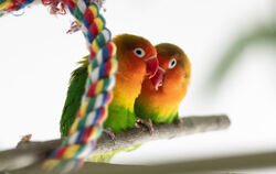 Ein Herz und eine Seele: Die Mini-Papageien Marvin Gaye und Kim Weston. 