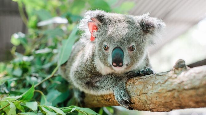 Koala Ember