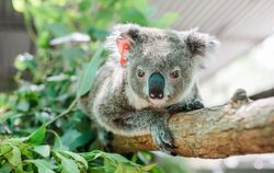 Koala Ember