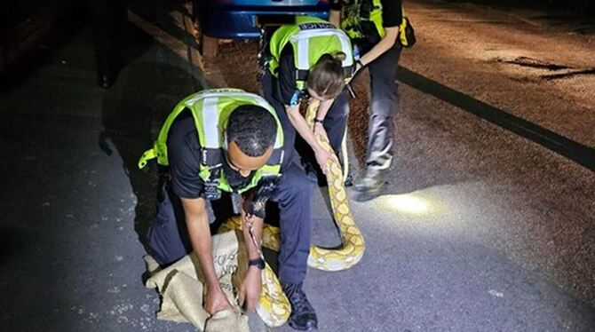 Polizei in England fängt 3,6 Meter langen Python