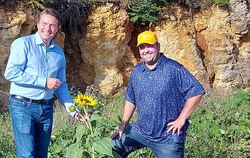 Eine Sonnenblume hat sich einen Platz im Schotterwerk in Genkingen erobert. Auf dem Gelände gibt es aber weit mehr Biotope für P
