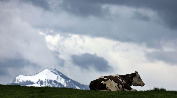 Ein Kuh sitzt im Allgäu auf einer Weide