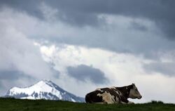 Ein Kuh sitzt im Allgäu auf einer Weide